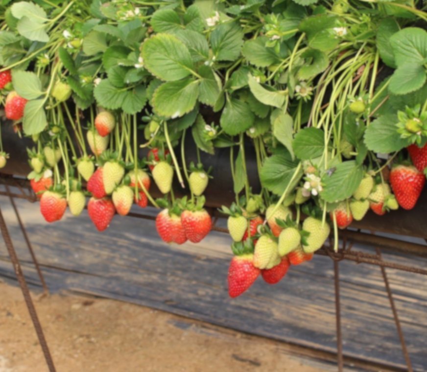 MycoUp-360-fresas.jpg