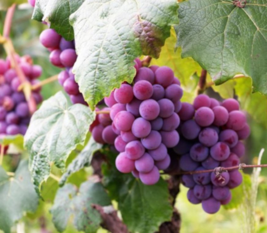 MycoUp-360-uvas.jpg