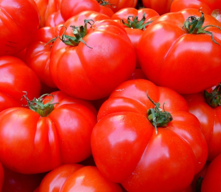 Trichosym-tomates.jpg
