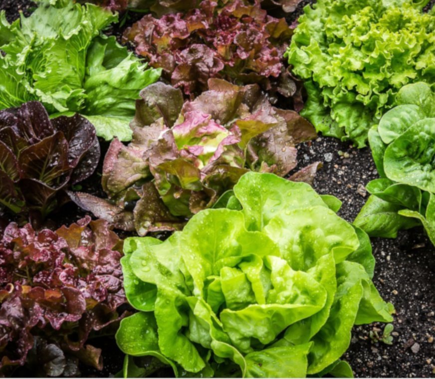 Vitasoil-lechuga.jpg