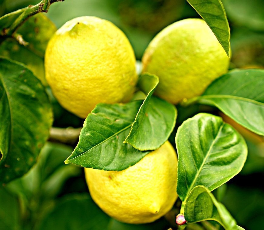 Vitasoil-limones.jpg