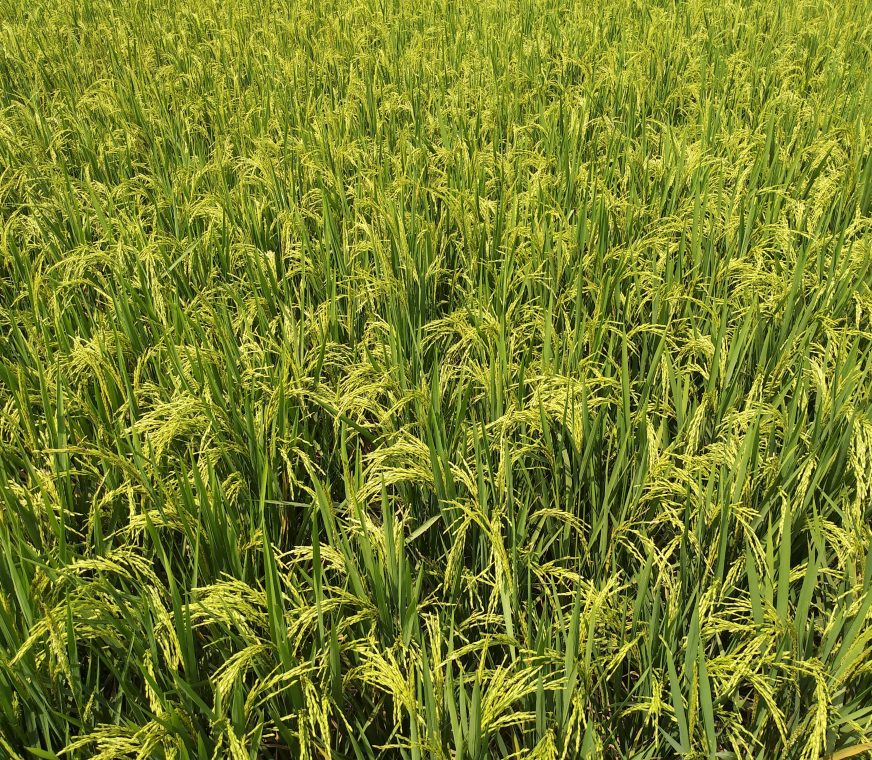 arroz.jpg