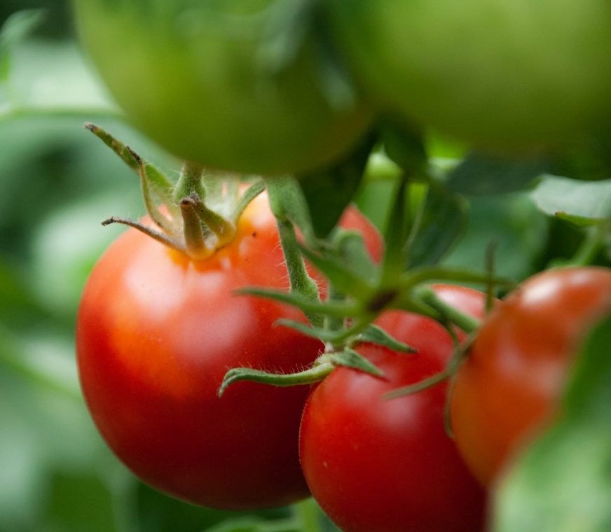 tomates-scaled.jpg