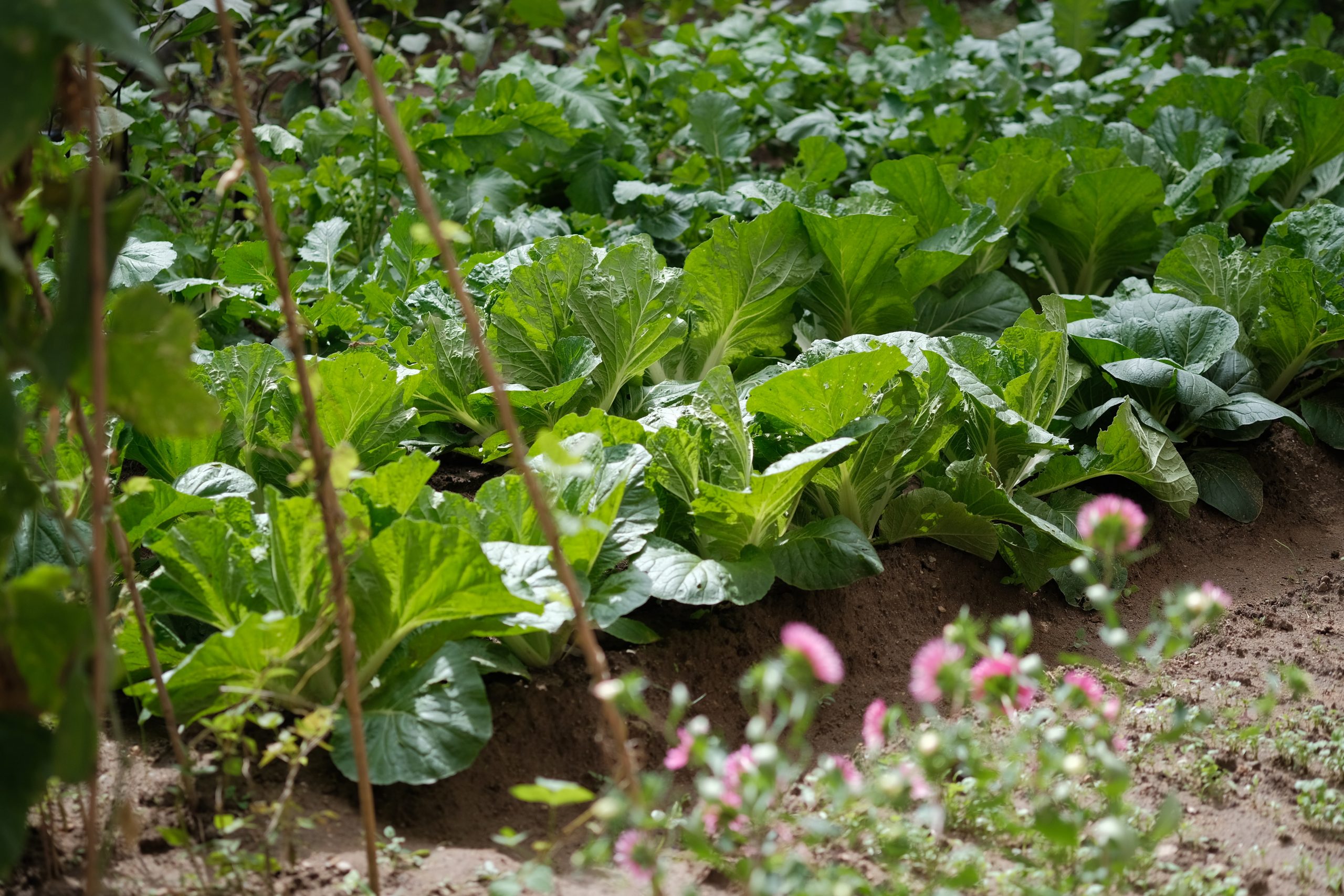 lechugas-scaled.jpg