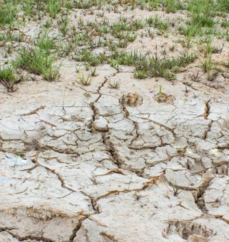 Suelos salinos y hongos micorrízicos: un problema y una solución