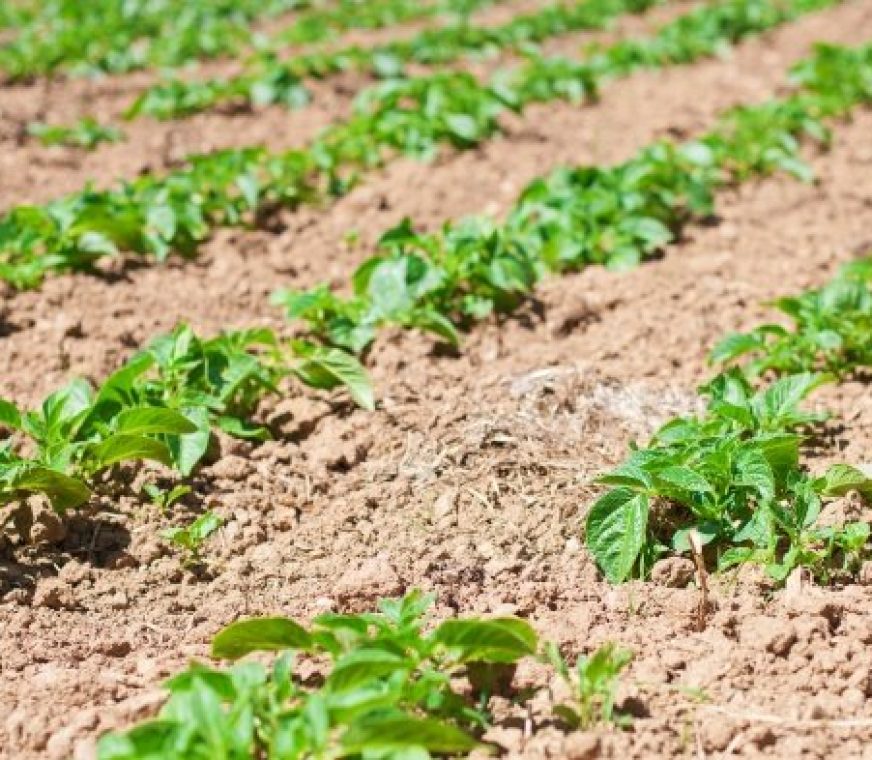 sembrado-plantas-patatas.jpg