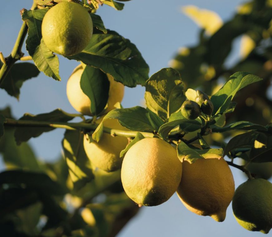 limones-balius-900x800-1.jpg