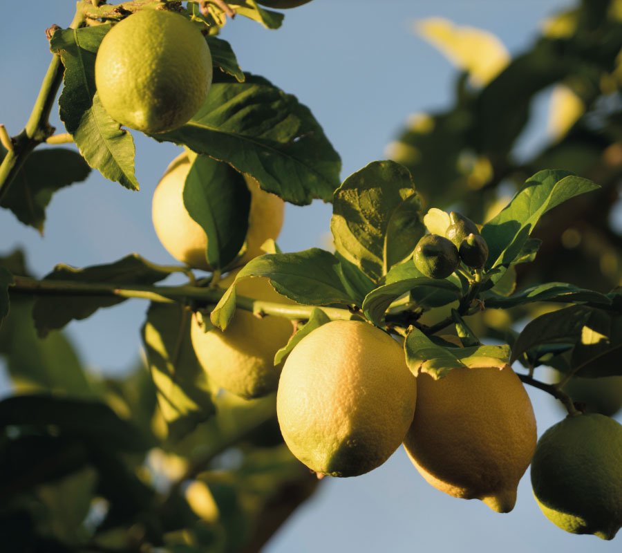 limones-balius-900x800-1.jpg