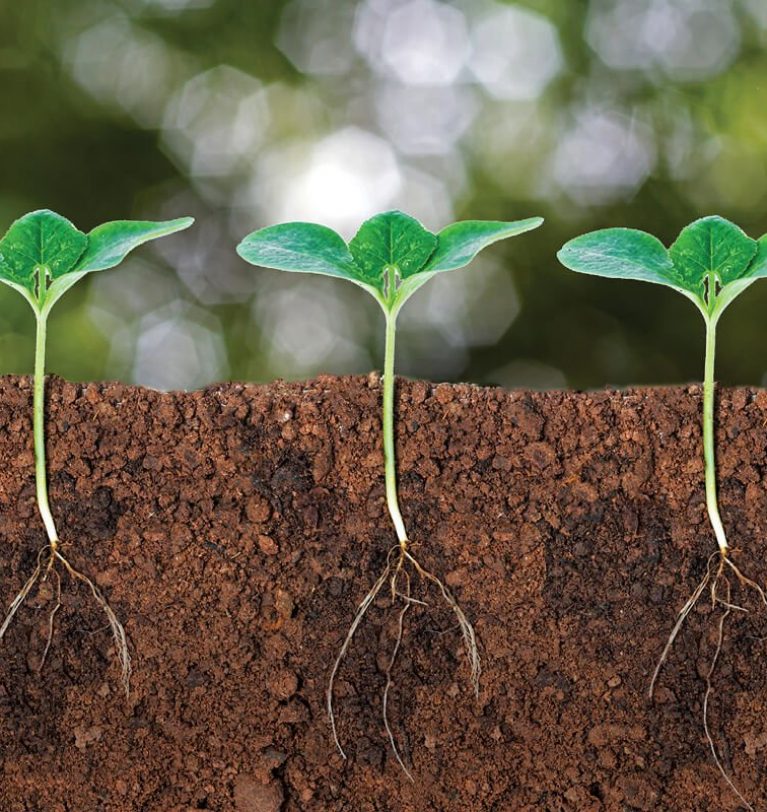 Des micro-organismes pour augmenter l’absorption des nutriments par la plante
