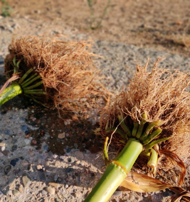 How do mycorrhizae help you increase your crop yield?