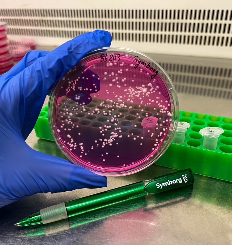 Europa aprova o fungo “Beauveria bassiana 203” da Symborg como agente microbiológico de controle