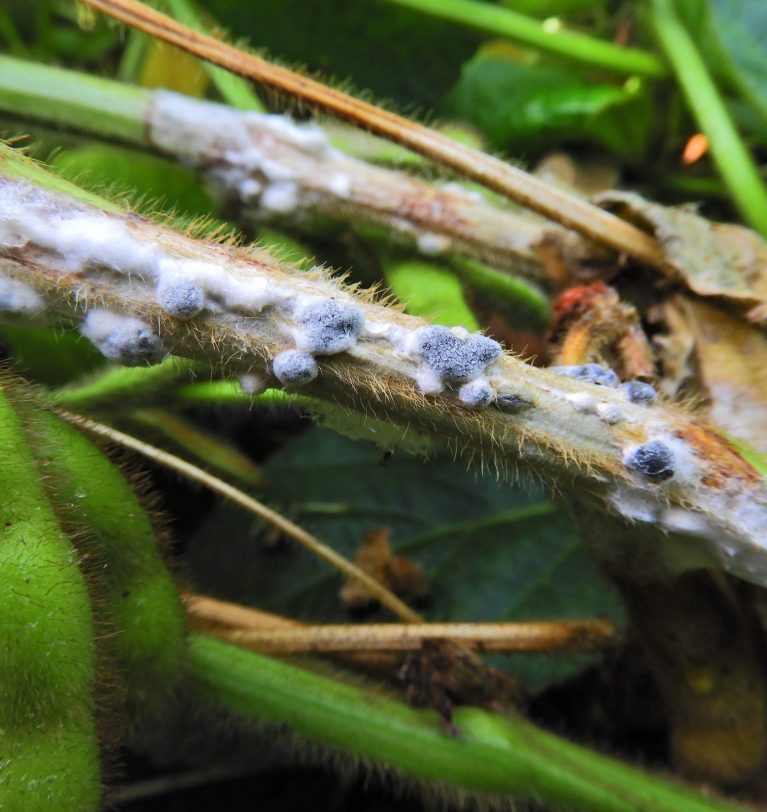 Como proteger seus cultivos perante fungos patógenos