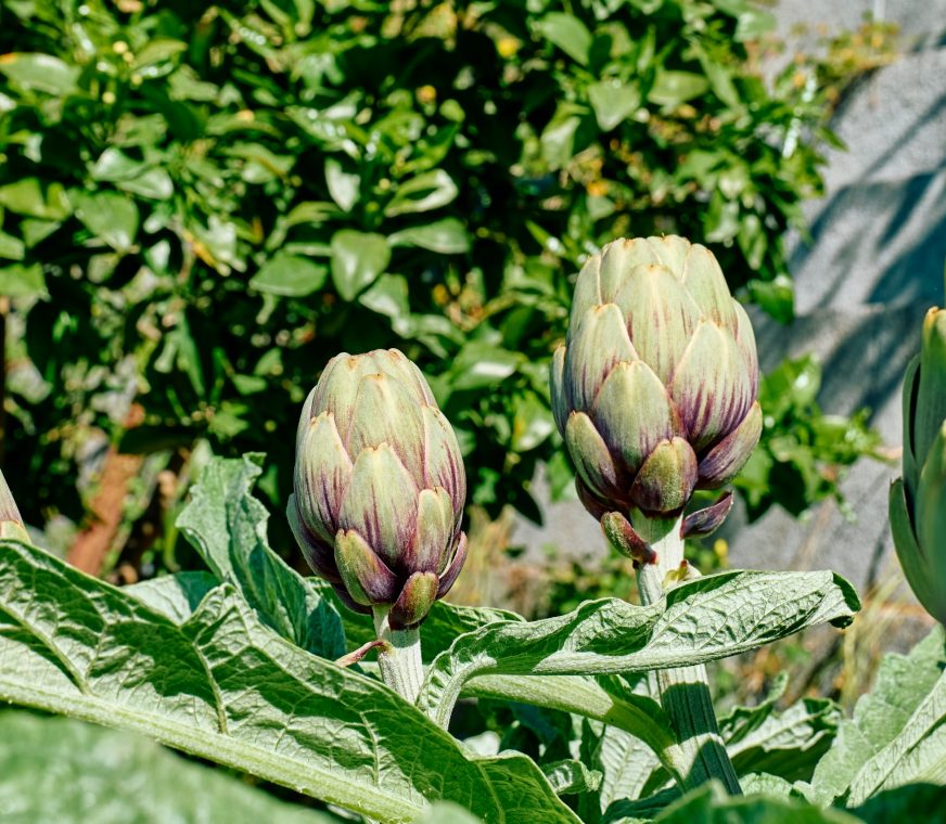 artichoke-alcachofa-scaled.jpg
