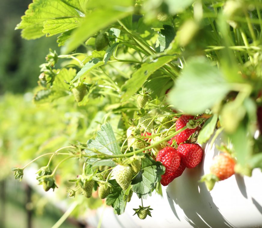 fresas-3-scaled.jpg