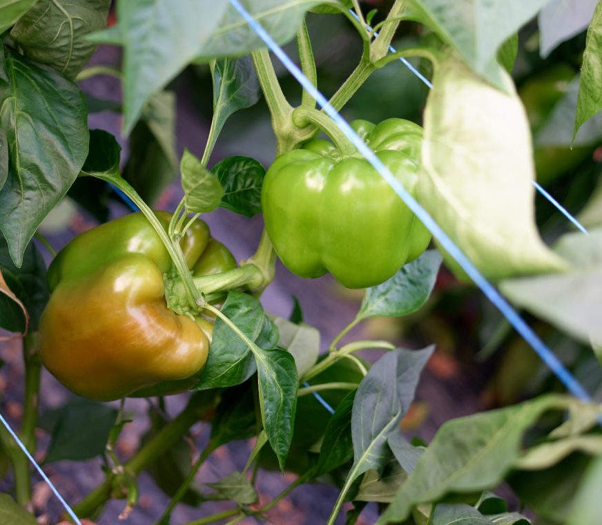 green-bell-peppers-pimientos-scaled.jpg