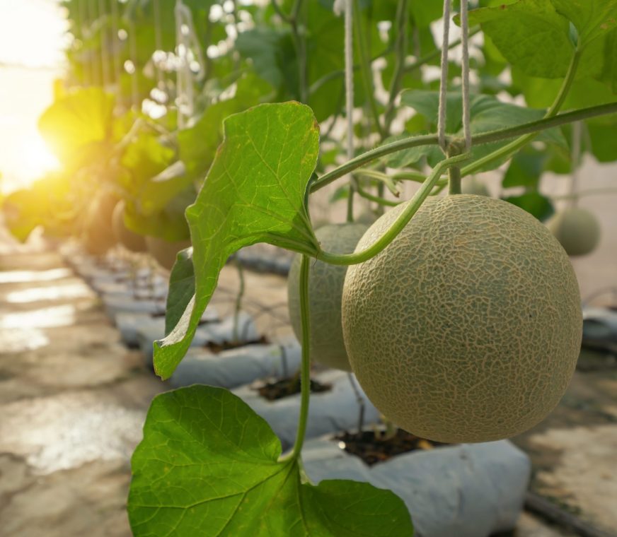 melon-scaled.jpg