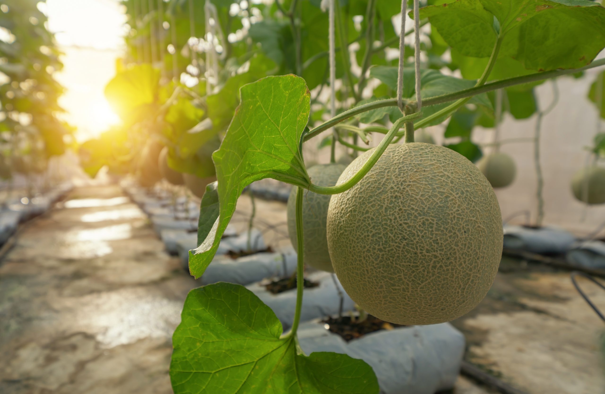 melon-scaled.jpg