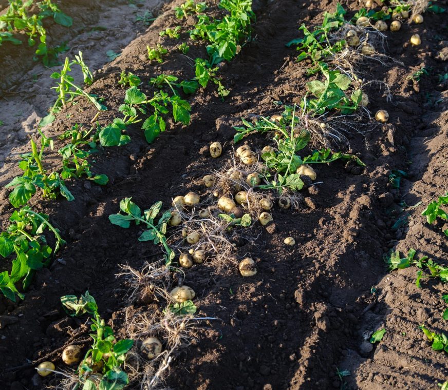 potatoes-patata-campo-1-scaled.jpg