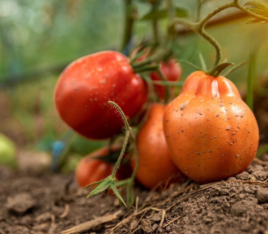 tomatoes-tomates-scaled.jpg