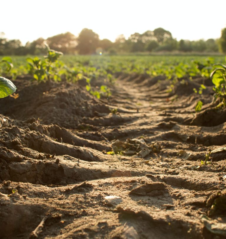 Smart Soils: 6 motivos para cuidar dos seus solos