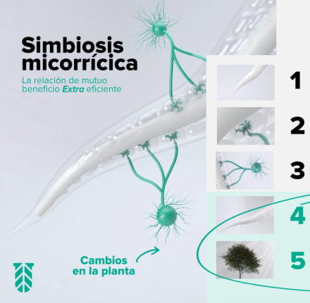 Como-funciona-MycoUp-ES-vertical.png