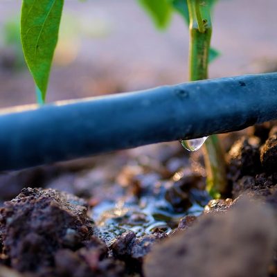 How to make the most of every drop of water for more efficient crops