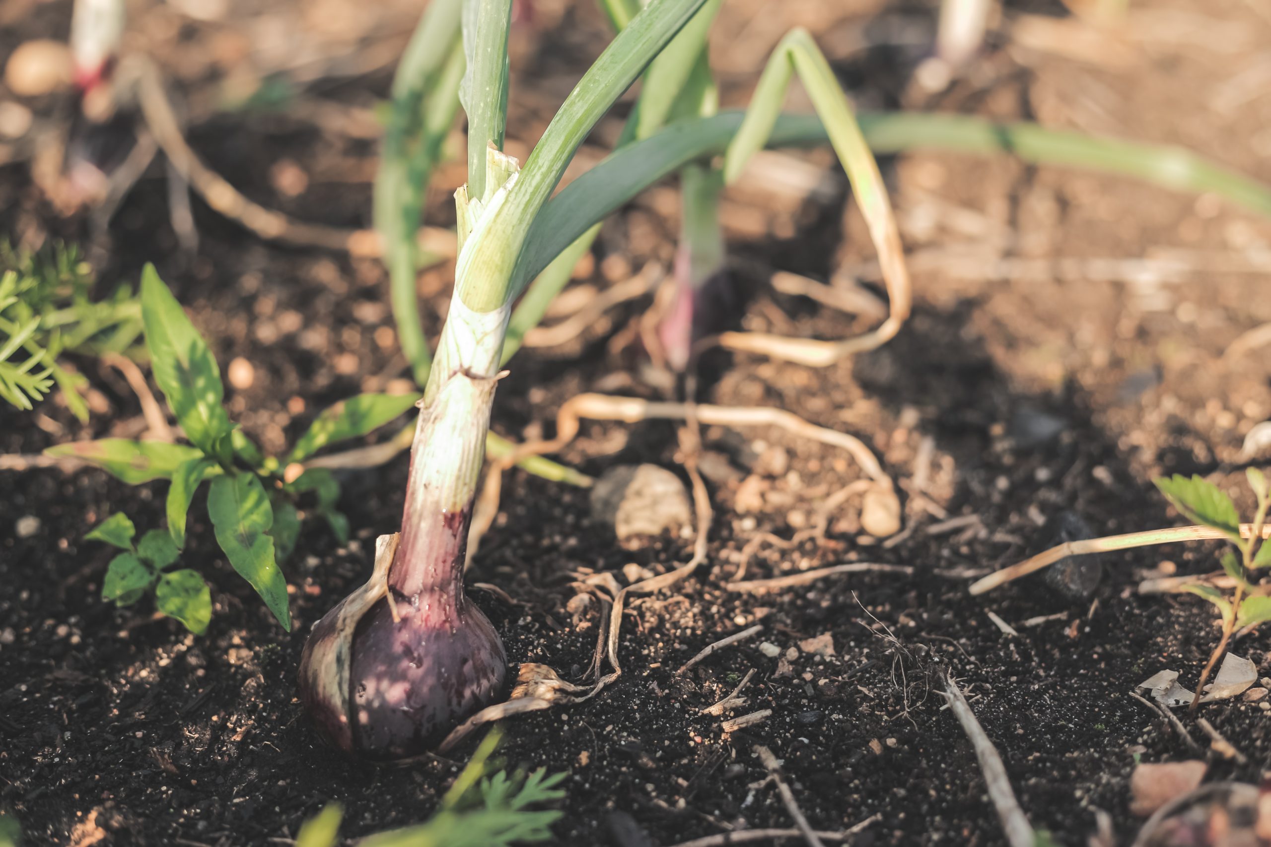 red-onion-cebolla-roja-scaled.jpg