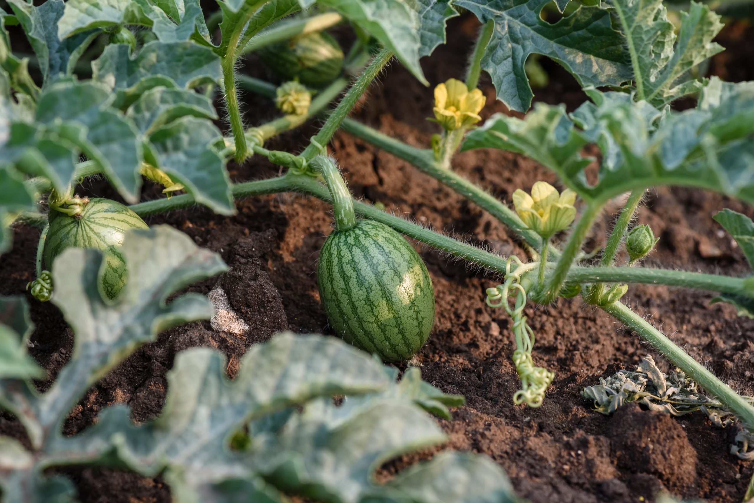 young-small-round-watermelon-lie-in-the-garden-bed-2021-10-14-18-39-26-utc-scaled.jpg
