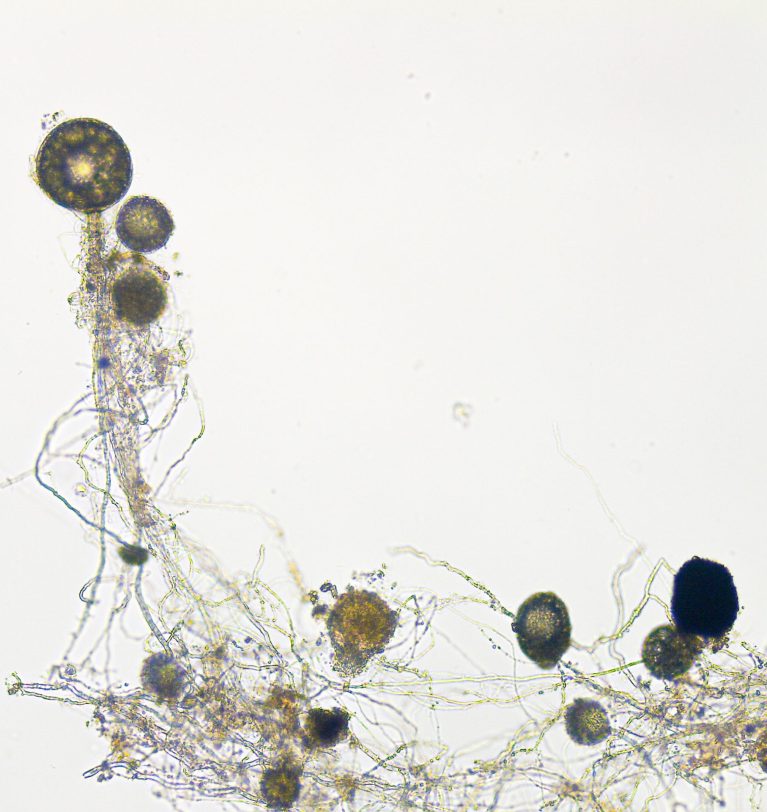 ¿Qué es Glomus iranicum var. tenuihypharum y por qué es mejor que otros hongos formadores de micorrizas?