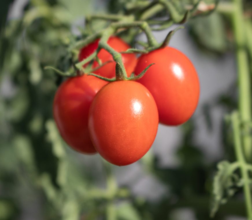 tomates-2-scaled.jpg